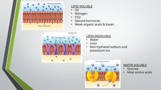 LIPID SOLUBLE
• O2
• Nitrogen
• CO2
• Steroid hormones
• Weak organic acids & bases
LIPID INSOLUBLE
• Water
• Urea
• Non hydrated sodium and
potassium ion
WATER SOLUBLE
• Glucose
• Most amino acids
 