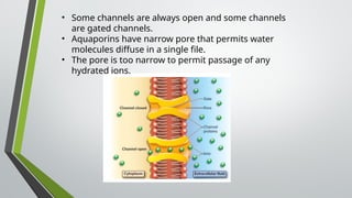 • Some channels are always open and some channels
are gated channels.
• Aquaporins have narrow pore that permits water
molecules diffuse in a single file.
• The pore is too narrow to permit passage of any
hydrated ions.
 