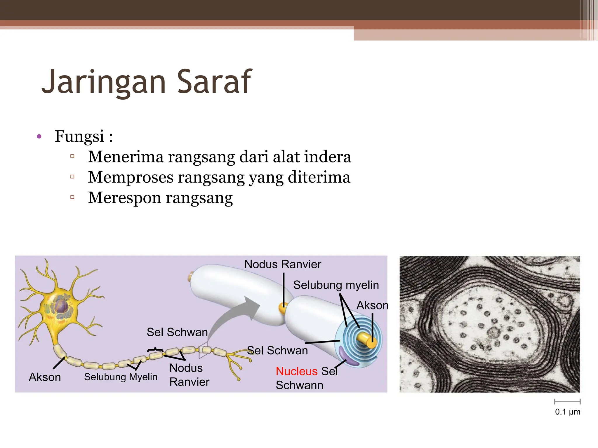 MATERI PEMBELAJARAN Jaringan Hewan (epitel dan saraf) | PPT