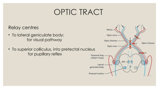 VISUAL PATHWAY and its related pathology | PPTX