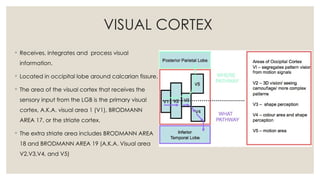 VISUAL PATHWAY and its related pathology | PPTX