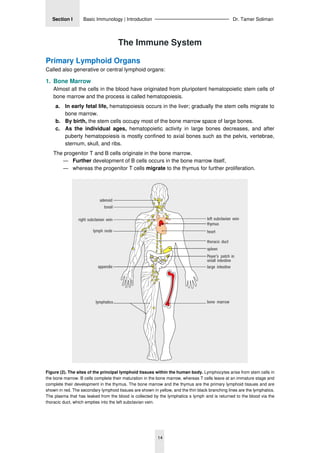 01. Basic Immunology - Overview of The Immune System - 2024.pdf