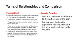 Comprehensive Introduction to Human Anatomy: Structure, Terminology ...