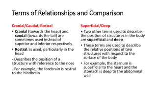 Rostral Example Example Comprehensive Introduction to Human Anatomy: Structure, Terminology ...