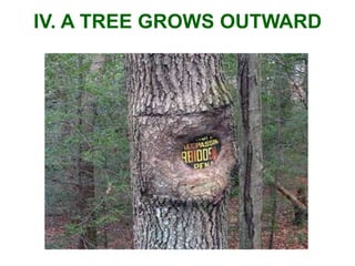 IV. A TREE GROWS OUTWARD
 