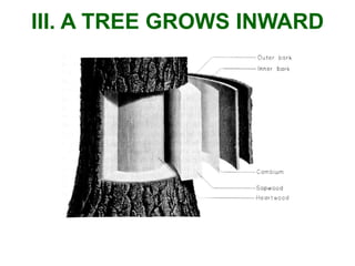 III. A TREE GROWS INWARD
 