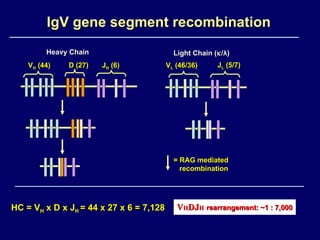 IgV gene segment recombination Heavy Chain Light Chain (  / λ ) V H  (44) HC = V H  x D x J H  = 44 x 27 x 6 = 7,128 D (27) J H  (6) J L  (5/7) V L  (46/36) V H DJ H   rearrangement: ~1 : 7,000 = RAG mediated  recombination 