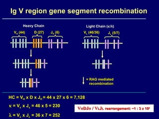 Ig V region gene segment recombination Heavy Chain Light Chain (  / λ ) V H  (44) HC = V H  x D x J H  = 44 x 27 x 6 = 7,128    = V   x J   = 46 x 5 = 230    = V   x J   = 36 x 7 = 252 D (27) J H  (6) J L  (5/7) V L  (46/36) V H DJ H   / V L J L  rearrangement: ~1 : 3 x 10 6   = RAG mediated  recombination 