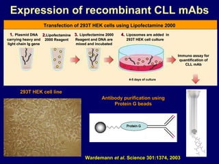 Expression of recombinant CLL mAbs 293T HEK cell line Antibody purification using Protein G beads Wardemann  et al . Science 301:1374, 2003  Immuno assay for quantification of CLL mAb 4-5 days of culture 1.   Plasmid DNA carrying heavy and light chain Ig gene 2. Lipofectamine 2000 Reagent 3.   Lipofectamine 2000 Reagent and DNA are mixed and incubated 4.   Liposomes are added  in 293T HEK cell culture Transfection of 293T HEK cells using Lipofectamine 2000 