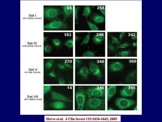 Herve  et al .  J Clin Invest  115:1636-1643, 2005   