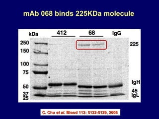 mAb 068 binds 225KDa molecule C. Chu  et al . Blood 112: 5122-5129, 2008 