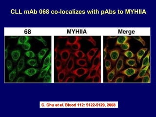 CLL mAb   068 co-localizes with pAbs to MYHIIA C. Chu  et al . Blood 112: 5122-5129, 2008 