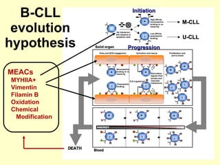 B-CLL evolution hypothesis MEACs  MYHIIA+ Vimentin Filamin B Oxidation Chemical Modification M-CLL U-CLL Initiation   Progression   
