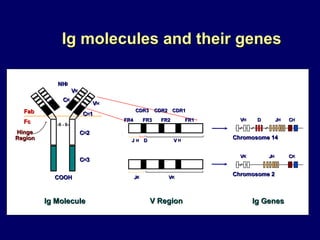 Ig molecules and their genes V H D J H C H Chromosome 14 Chromosome 2 V K J H C K Ig Genes Ig Molecule V Region Hinge Region C K COOH NH 2 -S - S- Fab Fc V K C H 1 V H C H 2 C H 3 V K J K V H D J H CDR3 CDR1 CDR2 FR4 FR3 FR2 FR1 