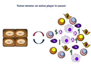 Tumor stroma: an active player in cancer 