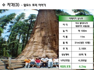  자각(3)   - 맘모스 트리 이야기



                                아메리카 삼나무
                                   미국 캘리포니아
                          어디
                                   세쿼이아 국립공원

                          높이         약 100m

                          지름          11m

                          둘레       31m(성인 10명)

                          무게         2,100t

                         성냥개비        50억 개

                         나이(추정)      4,000살

                         씨앗의 무게       4.7mg
 