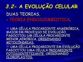 3.2- A EVOLUÇÃO CELULAR
DUAS TEORIAS.
- TEORIA ENDOSSIMBIOTICA.
 UMA CÉLULA PROCARIONTE ANAERÓBICA,

MAIOR EM PROCESSO DE EVOLUÇÃO,
FAGOCITOU UM CÉLULA PROCARIONTE
MENOR AERÓBICA, ORIGINANDO
MITOCÔNDRIAS.
 UMA CÉLULA PROCARIONTE EM EVOLUÇÃO
FAGOCITOU UMA CÉLULA PROCARIONTE
FOTOSSINTETIZANTE, ORIGINANDO
CLOROPLASTOS.

 