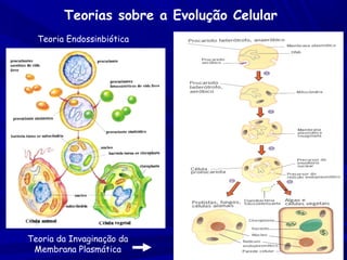 Teorias sobre a Evolução Celular
Teoria Endossinbiótica

Teoria da Invaginação da
Membrana Plasmática

 