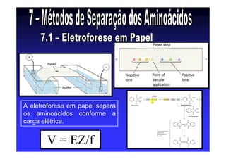 A eletroforese em papel separa
os aminoácidos conforme a
carga elétrica.
V = EZ/fV = EZ/f
 