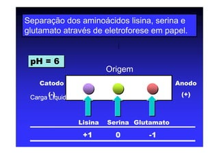 Lisina
+1
Serina
0
Glutamato
-1
Catodo
(-)
Anodo
(+)Carga LCarga LCarga LCarga Lííííquidaquidaquidaquida
pH = 6pH = 6
Separação dos aminoácidos lisina, serina e
glutamato através de eletroforese em papel.
|
Origem
 