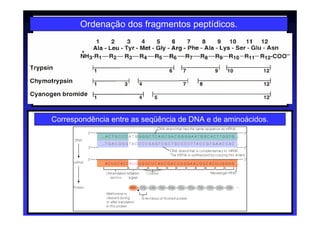 Correspondência entre as seqüência de DNA e de aminoácidos.
Ordenação dos fragmentos peptídicos.
 