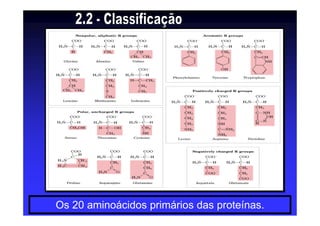 Os 20 aminoácidos primários das proteínas.
 