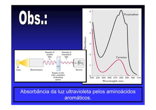 Absorbância da luz ultravioleta pelos aminoácidos
aromáticos.
 