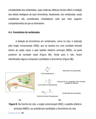 complexidade dos vertebrados, cujos sistemas olfativos tornam difícil a medição
dos efeitos biológicos de seus feromônios. Atualmente, nos vertebrados, essas
substâncias são consideradas moduladores sutis que mais sugerem
comportamentos do que os direcionam.


4.4. Feromônios de vertebrados


          A deteção de feromônios em vertebrados, como no rato, é realizada
pelo órgão vomeronasal (VNO), que se localiza em uma cavidade fechada
dentro do septo nasal, e pelo epitélio olfatório principal (MOE), na parte
posterior da cavidade nasal (Figura 9A). Ainda para o rato, foram
identificados alguns compostos candidatos a feromônios (Figura 9B).


                                            N

                                           N                          Adiamento da puberdade
                                   2,5-dimetilpirazina



                                                N
                                                               Indução do cio, agressão entre machos,
                                               S                         atração de fêmeas
                               2-sec-butil-4,5-diidrotiazola


                                                O
                                    HO
                                                                      Aceleração da puberdade
                              6-hidroxi-6-metil-3-heptanona

              (A)                                               (B)

Figura 9- No focinho do rato, o orgão vomeronasal (VNO), o epitélio olfatório
       principal (MOE) e as substâncias candidatas a feromônios do rato.
A Química do Amor | 40
 