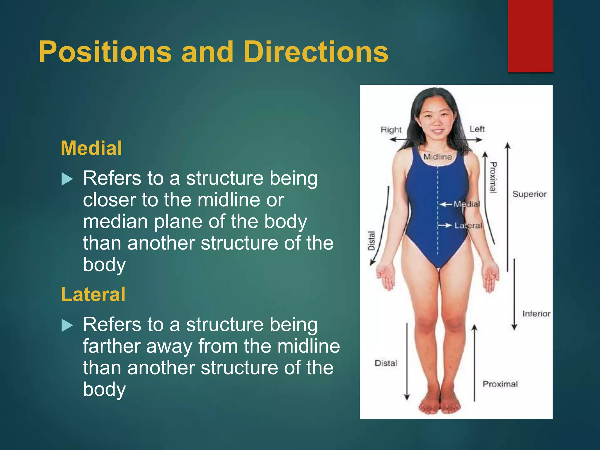 01-Anatomical Positions 2017.ppt