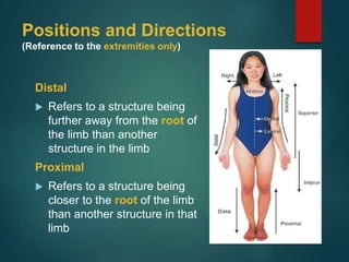 Positions and Directions
(Reference to the extremities only)
Distal
 Refers to a structure being
further away from the root of
the limb than another
structure in the limb
Proximal
 Refers to a structure being
closer to the root of the limb
than another structure in that
limb
 