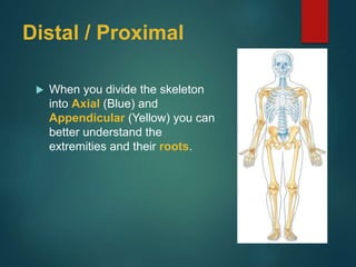Distal / Proximal
 When you divide the skeleton
into Axial (Blue) and
Appendicular (Yellow) you can
better understand the
extremities and their roots.
 