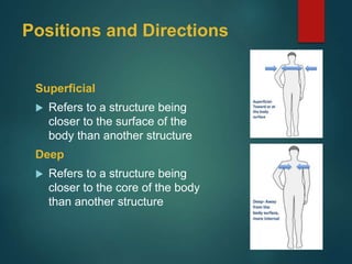 Positions and Directions
Superficial
 Refers to a structure being
closer to the surface of the
body than another structure
Deep
 Refers to a structure being
closer to the core of the body
than another structure
 