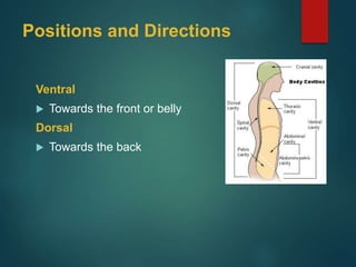 Positions and Directions
Ventral
 Towards the front or belly
Dorsal
 Towards the back
 