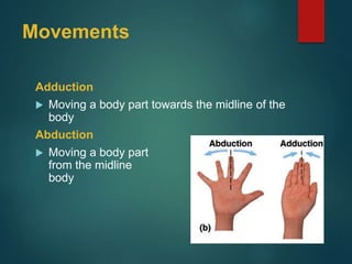 Movements
Adduction
 Moving a body part towards the midline of the
body
Abduction
 Moving a body part away
from the midline of the
body
 