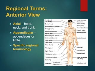 Regional Terms:
Anterior View
 Axial – head,
neck, and trunk
 Appendicular –
appendages or
limbs
 Specific regional
terminology
 