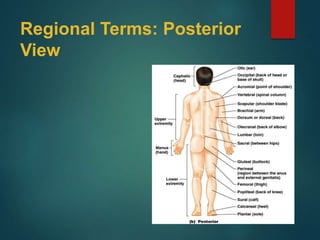 Regional Terms: Posterior
View
 