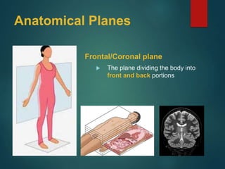 Anatomical Planes
Frontal/Coronal plane
 The plane dividing the body into
front and back portions
 