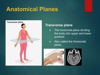 Anatomical Planes
Transverse plane
 The horizontal plane dividing
the body into upper and lower
portions
 Also called the Horizontal
plane.
 
