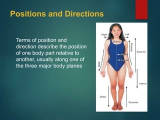 Positions and Directions
Terms of position and
direction describe the position
of one body part relative to
another, usually along one of
the three major body planes
 