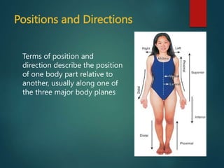 Inside Right Position 01-Anatomical Positions 2017.ppt