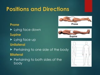 01-Anatomical Positions and terms 2017.ppt