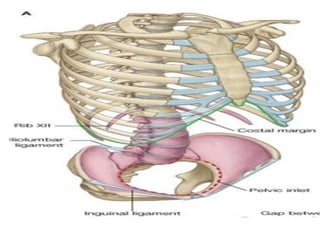 Indominus Rib 01-Anatomy_and_physiology_2017.pptx