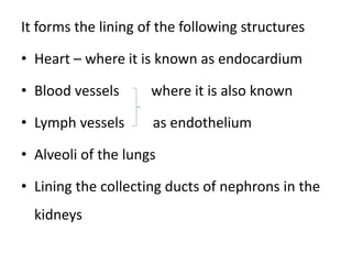 It forms the lining of the following structures
• Heart – where it is known as endocardium
• Blood vessels where it is also known
• Lymph vessels as endothelium
• Alveoli of the lungs
• Lining the collecting ducts of nephrons in the
kidneys
 