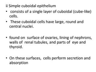 ii Simple cuboidal epithelium
• consists of a single layer of cuboidal (cube-like)
cells.
• These cuboidal cells have large, round and
central nuclei.
• found on surface of ovaries, lining of nephrons,
walls of renal tubules, and parts of eye and
thyroid.
• On these surfaces, cells perform secretion and
absorption
 