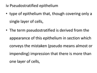 iv Pseudostratified epithelium
• type of epithelium that, though covering only a
single layer of cells,
• The term pseudostratified is derived from the
appearance of this epithelium in section which
conveys the mistaken (pseudo means almost or
impending) impression that there is more than
one layer of cells,
 