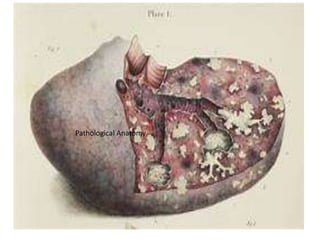 Pathological Anatomy
 
