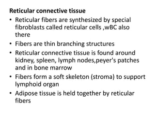 Reticular connective tissue
• Reticular fibers are synthesized by special
fibroblasts called reticular cells ,wBC also
there
• Fibers are thin branching structures
• Reticular connective tissue is found around
kidney, spleen, lymph nodes,peyer's patches
and in bone marrow
• Fibers form a soft skeleton (stroma) to support
lymphoid organ
• Adipose tissue is held together by reticular
fibers
 