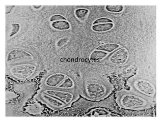 chondrocytes
 
