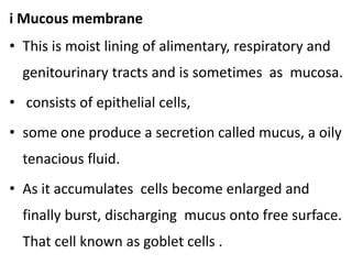 i Mucous membrane
• This is moist lining of alimentary, respiratory and
genitourinary tracts and is sometimes as mucosa.
• consists of epithelial cells,
• some one produce a secretion called mucus, a oily
tenacious fluid.
• As it accumulates cells become enlarged and
finally burst, discharging mucus onto free surface.
That cell known as goblet cells .
 
