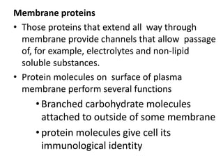 Membrane proteins
• Those proteins that extend all way through
membrane provide channels that allow passage
of, for example, electrolytes and non-lipid
soluble substances.
• Protein molecules on surface of plasma
membrane perform several functions
• Branched carbohydrate molecules
attached to outside of some membrane
• protein molecules give cell its
immunological identity
 